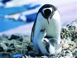母子深情-企鹅