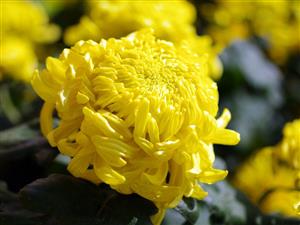 黄色菊花——淡雅
