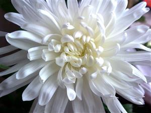 白色菊花——高洁