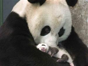 母子深情-熊猫