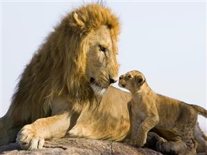 母子深情-狮子
