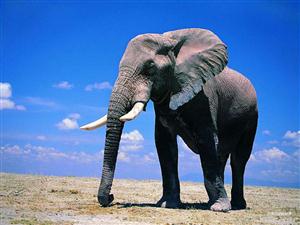 狂欢的动物—大象