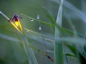 亮火虫—雨后发光的亮火虫