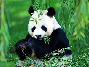 四川—四川的熊猫