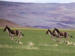 歌中景物—青青草原上飞奔的马