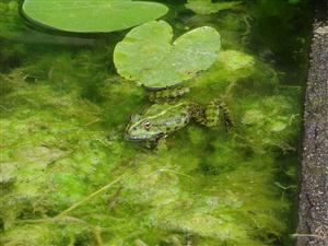 小青蛙找家—青蛙的家是在水里