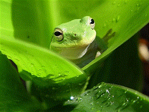 青蛙—青蛙妈妈