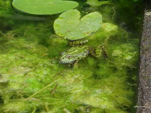 青蛙—池塘里的青蛙