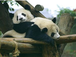 四川—四川是国宝大熊猫的家