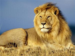 狮子—雄壮的大狮子