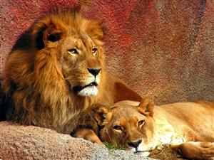 狮子—相亲相爱的狮子家庭