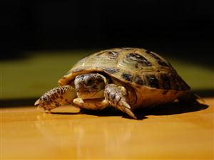 狂欢的动物—乌龟