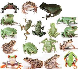 小青蛙找家—多种青蛙