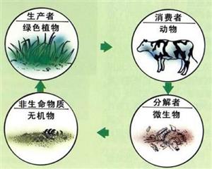 生态系统中的生物成分