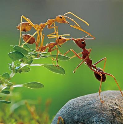 蚂蚁有翅膀吗？