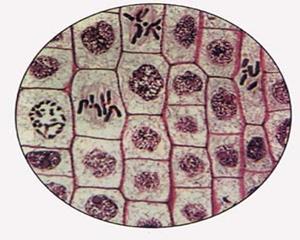 洋葱表皮细胞3