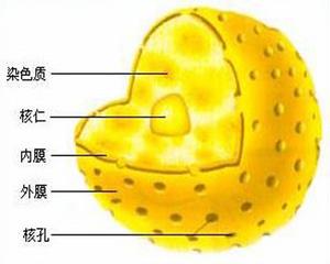 细胞核1