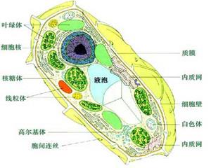 植物细胞结构2