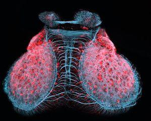 斑马鱼胚胎