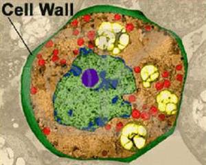细胞壁2