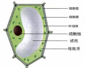 植物细胞结构1