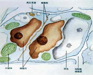 植物细胞结构3