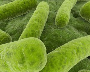绿色植物细胞