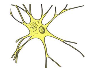 神经细胞2