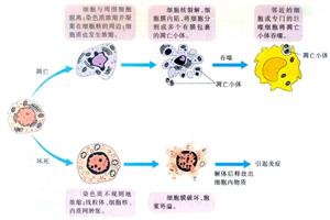 细胞衰老与个体衰老的关系1