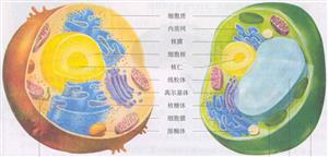 动植物细胞结构