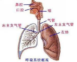 呼吸系统