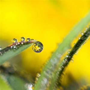 水在植物生命活动中的作用