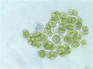 藻类细胞