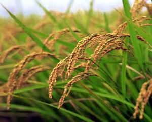 C3植物 水稻2