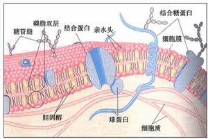 细胞膜2