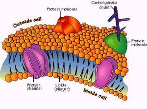 细胞膜1