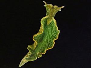 进行光合作用生物：绿叶海蜗牛