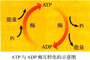 ATP与ADP互相转化2