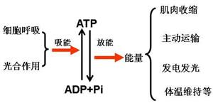 ATP和ADP互相转化1