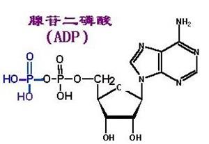 二磷酸腺苷1