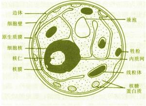 真菌的细胞