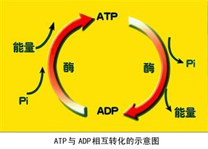 ATP与ADP互相转化示意图