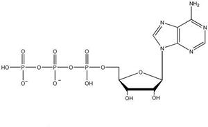 三磷酸腺苷3
