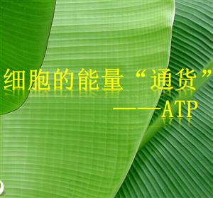 细胞的能量“通货”——ATP 课件1