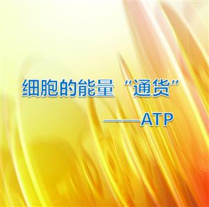 细胞的能量“通货”——ATP 课件3