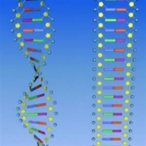 DNA分子的结构