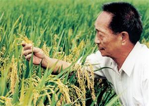 袁隆平在从事水稻研究