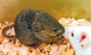 冰冻16年的老鼠克隆后复活