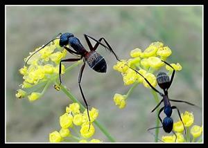 蚂蚁吃花蜜