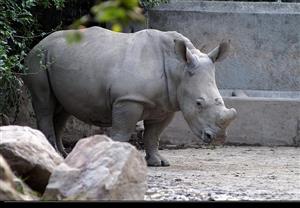 濒临灭绝的动物——白犀牛